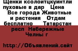 Щенки ксолоитцкуинтли пуховые в дар › Цена ­ 1 - Все города Животные и растения » Отдам бесплатно   . Татарстан респ.,Набережные Челны г.